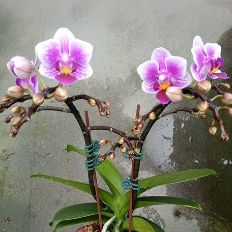 Phalaenopsis Lioulin Grape 2.5"