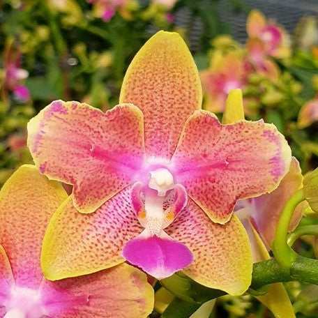 Phalaenopsis Miki Golden Sand '1363' (peloric 2 eyes) 2.5"