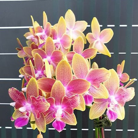 Phalaenopsis Miki Golden Sand '1363' (peloric 2 eyes) 2.5"