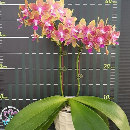 Phalaenopsis Miki Golden Sand '1363' (peloric 2 eyes) 2.5"