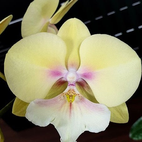 Phalaenopsis KS Big Stone 'KS1221 1' 3.0"