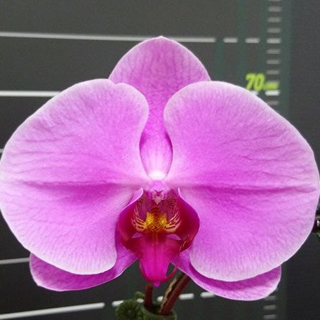 Phalaenopsis Miki Shelly '1350' 2.5"