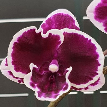 Phalaenopsis Miki Pink Panther 2.5"