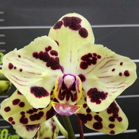 Phalaenopsis OX Sponge Bob (peloric 2 eyes) 2.5"