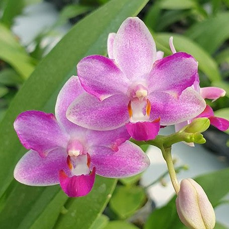 Phalaenopsis Yaphon Apairof Moustaches '644' 2.5" Fragrant