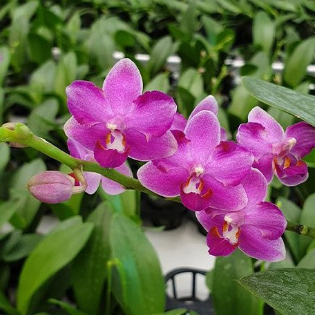 Phalaenopsis Yaphon Apairof Moustaches '644' 2.5" Fragrant