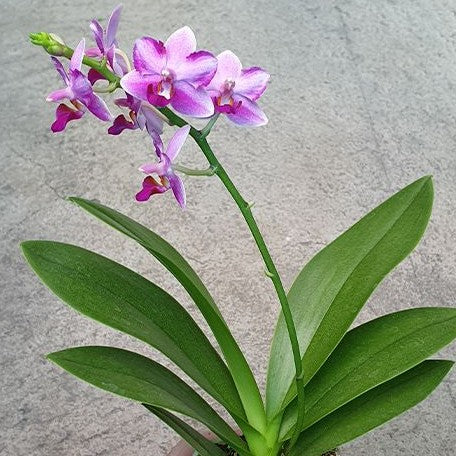 Phalaenopsis Yaphon Apairof Moustaches '644' 2.5" Fragrant