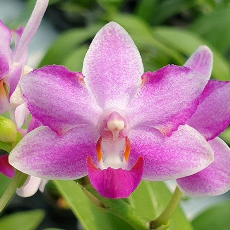 Phalaenopsis Yaphon Apairof Moustaches '644' 2.5" Fragrant