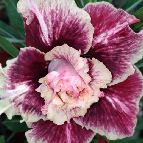 Adenium Obesum 'Golden years' bareroot