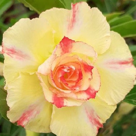 Adenium Obesum 'Golden Dance' bareroot