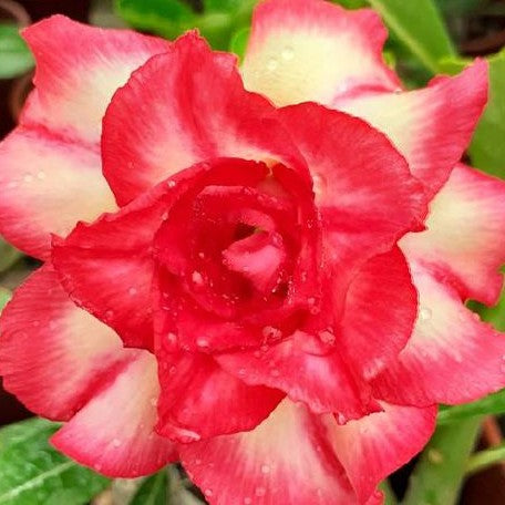 Adenium Obesum 'Candle' bareroot