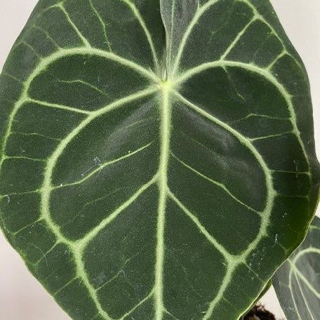 Anthurium Clarinervium 3.5"