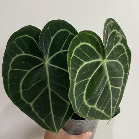 Anthurium Clarinervium 3.5"