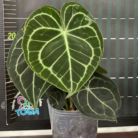 Anthurium Clarinervium 3.5"