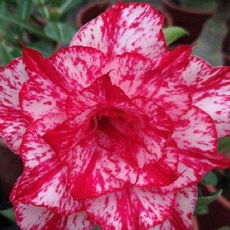 Adenium Obesum 'Smoke' bareroot