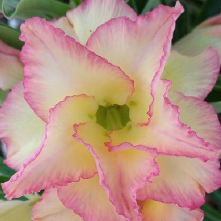 Adenium Obesum 'Fly' bareroot