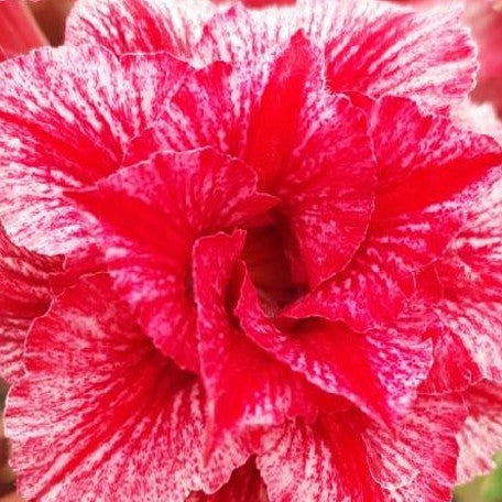 Adenium obesum 'Treasures' bareroot