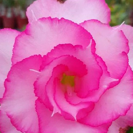 Adenium obesum 'Pink Crystal' bareroot