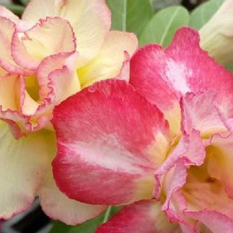 Adenium obesum 'Magic' bareroot