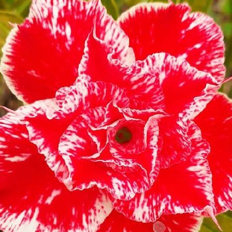 Adenium obesum 'Happy' bareroot