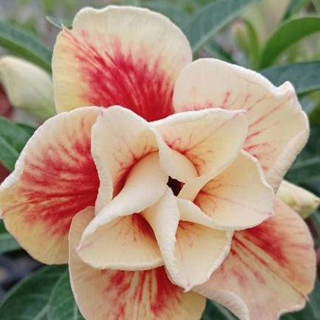 Adenium obesum 'Nami' bareroot