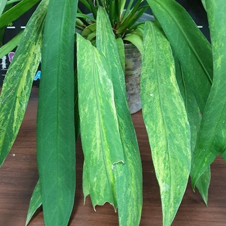 Anthurium vittariifolium (variegata) variegated XL