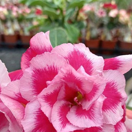 Adenium obesum 'Lotus' bareroot