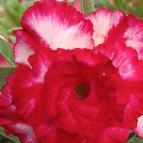 Adenium obesum 'Makeup' bareroot