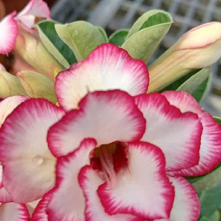 Adenium obesum 'Morning' bareroot