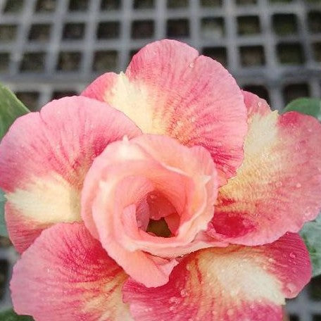 Adenium obesum 'Cupid' bareroot *On Hand*