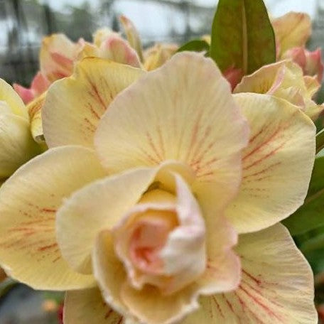 Adenium obesum 'Princess' bareroot