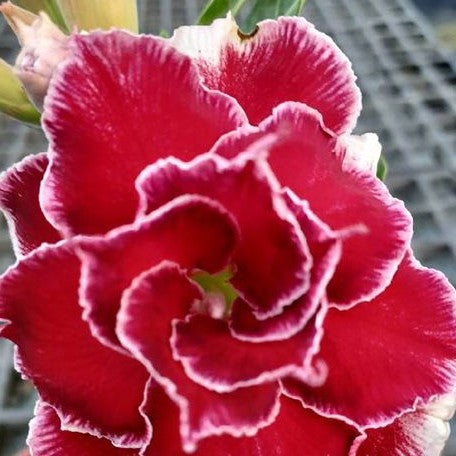 Adenium obesum 'Sakura' bareroot