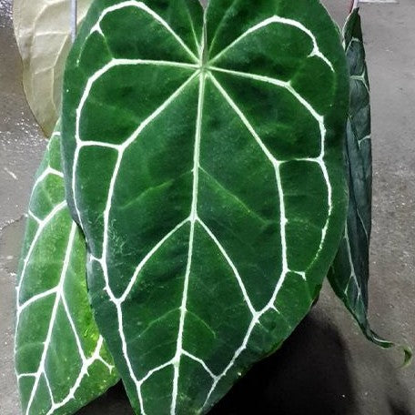 Anthurium crystallinum (South America) 3.0" *On Hand*