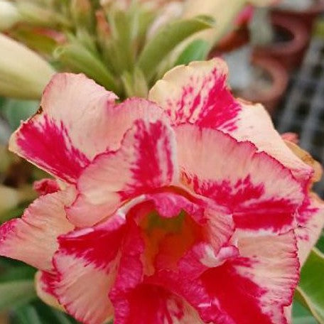 Adenium obesum 'Bii Princess' bareroot