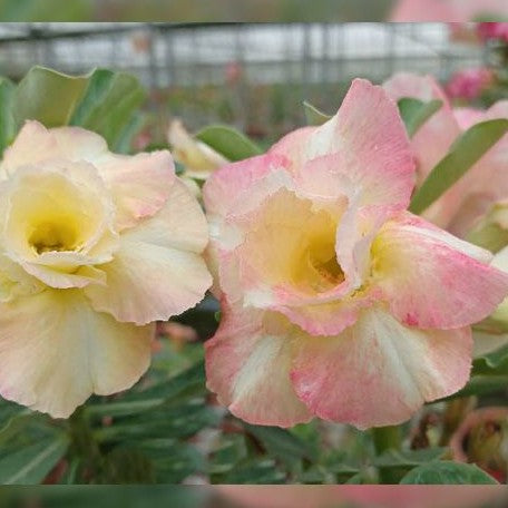 Adenium obesum 'Chameleon' bareroot