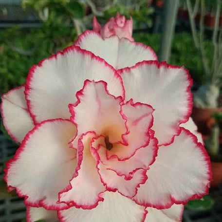 Adenium obesum 'Desert Fairy' bareroot