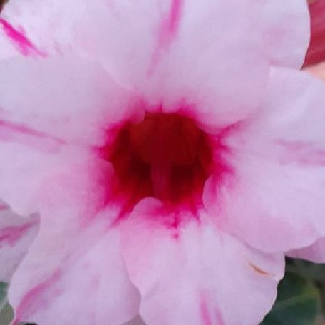 Adenium obesum 'Sunlight' bareroot