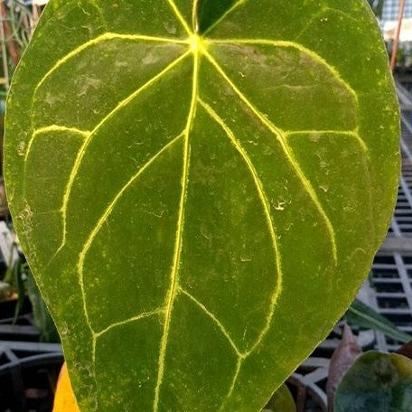 Anthurium magnificum 2.5"