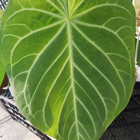 Anthurium magnificum 2.5"