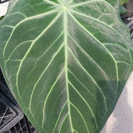 Anthurium magnificum 2.5"