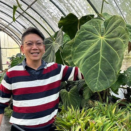 Anthurium magnificum 3.0"