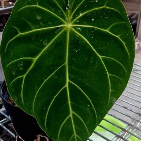 Anthurium magnificum 2.5"