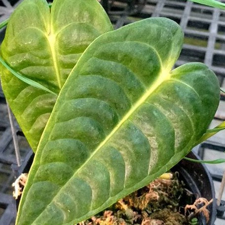Anthurium veitchii 3.5"