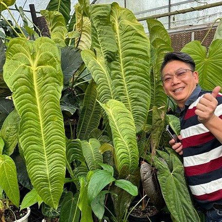 Anthurium veitchii 3.5"