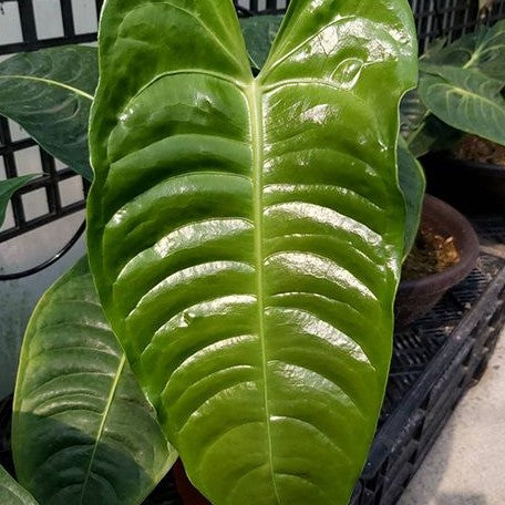 Anthurium veitchii 3.5"