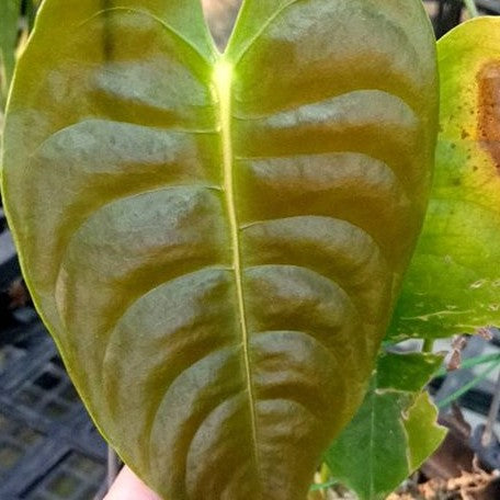 Anthurium veitchii 3.5"