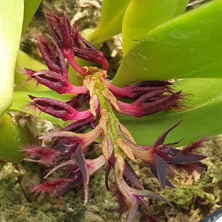 Bulbophyllum tremulum × sib 2.5"