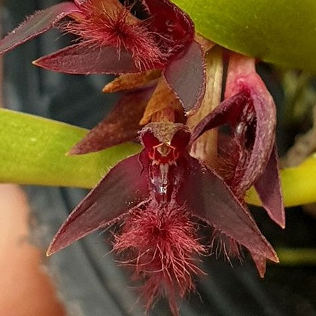 Bulbophyllum tremulum × sib 2.5"