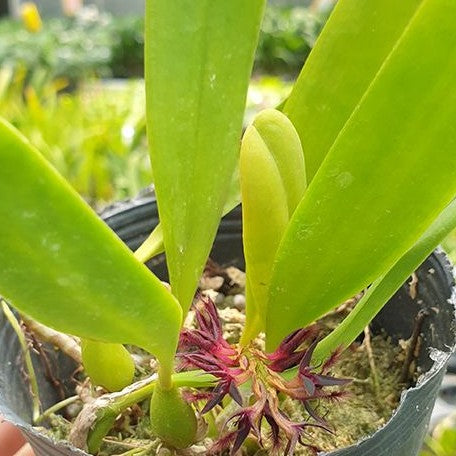 Bulbophyllum tremulum × sib 2.5"