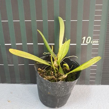 Bulbophyllum tremulum × sib 2.5"